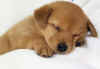Cuccioli02.jpg (75112 byte)