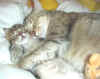 mommycat.jpg (63415 byte)